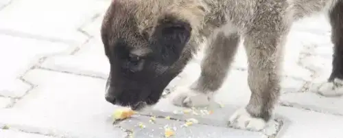Czy pies może jeść chleb? Sprawdź, co może mu zaszkodzić