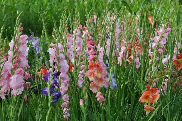 Mieczyki: Jak długo kwitną i jak cieszyć się nimi całe lato?