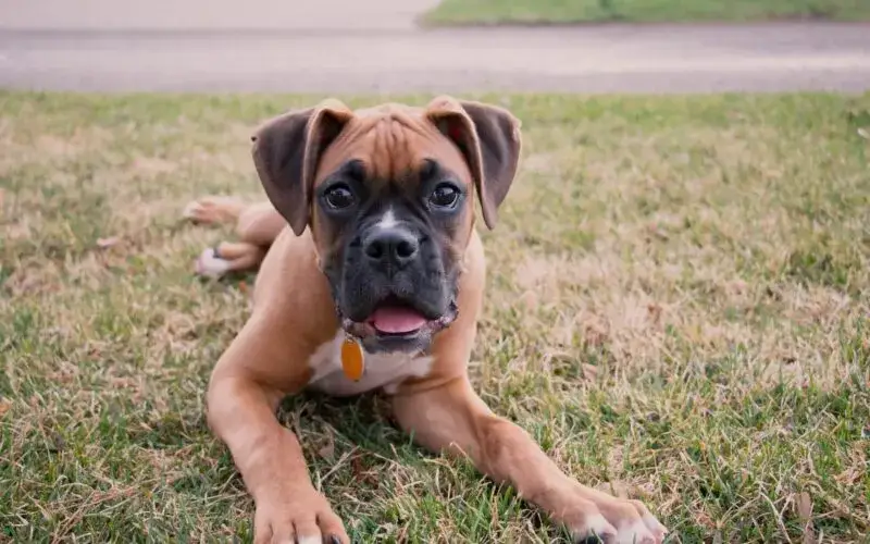 Jak wytresować psa żeby nie gryzł - skuteczne metody i porady