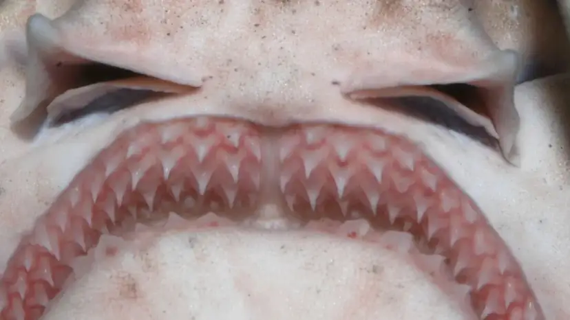 Czy rekiny w Bałtyku są groźne? Prawda o ich obecności i bezpieczeństwie