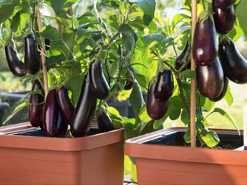 Szybko rosnące rośliny doniczkowe: Plony i kwiaty w kilka tygodni!