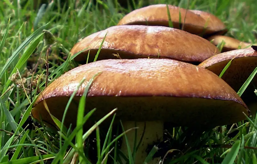 Czy można mrozić surowe grzyby leśne? Oto co musisz wiedzieć