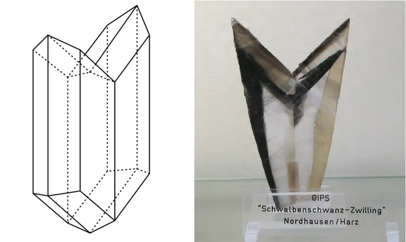 Schematyczny rysunek kryształu gipsu i rzeczywisty okaz gipsu "jaskółczy ogon".
