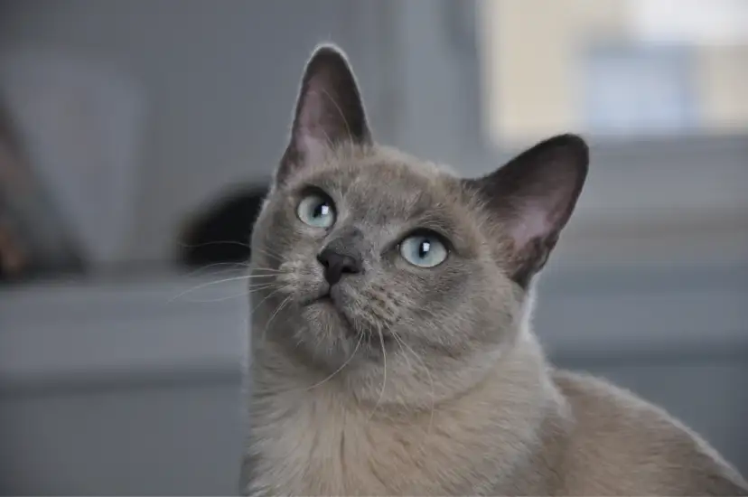 Tonkijskie kocięta w Lidzbarku - piękne i towarzyskie koty na sprzedaż