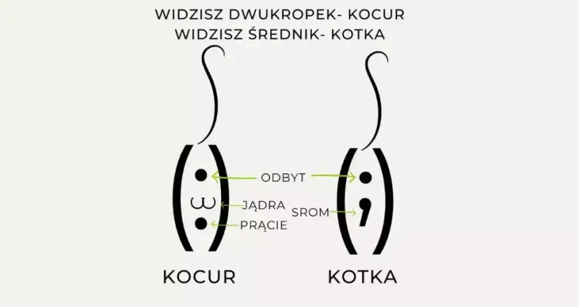 Jak sprawdzić płeć kotka - proste sposoby na rozróżnienie płci