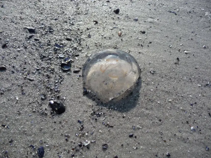 Czy meduzy w Bałtyku są groźne? Poznaj niebezpieczeństwa i jak ich unikać