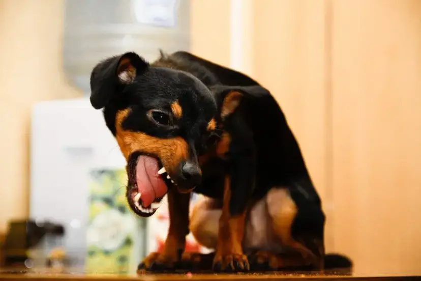 Czy szczeniak może mieć wściekliznę? Ryzyko, objawy, ochrona