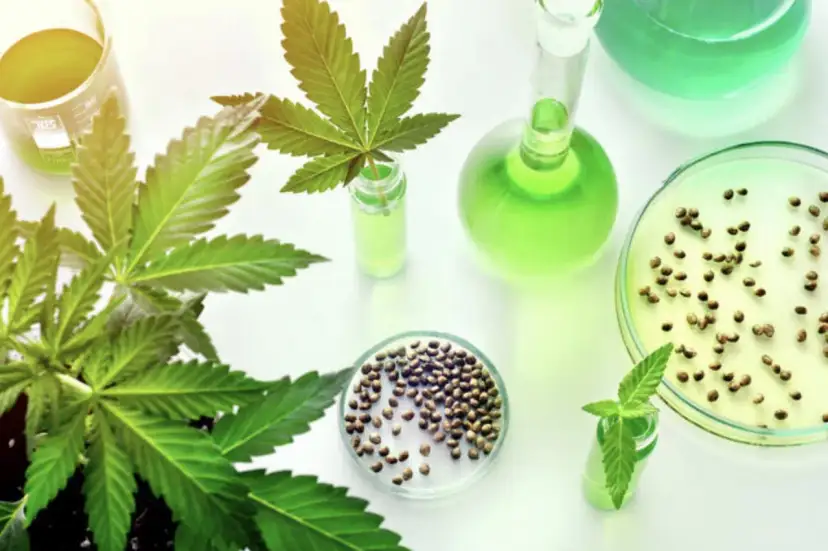 Czy CBD ma THC? Legalność, testy i bezpieczny wybór