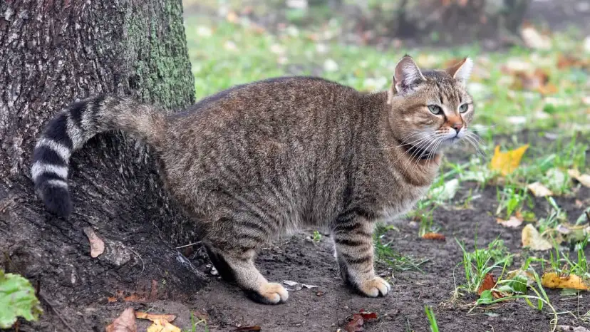 Jak skutecznie zapobiec znaczeniu terenu przez kocura?