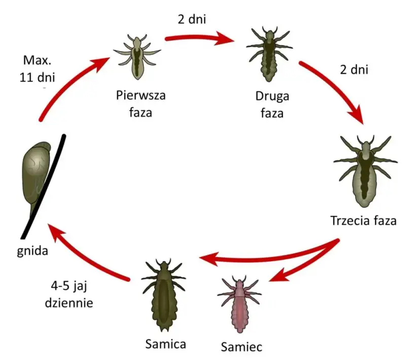 Jak rozmnażają się wszy? Cykl życia i jak go przerwać