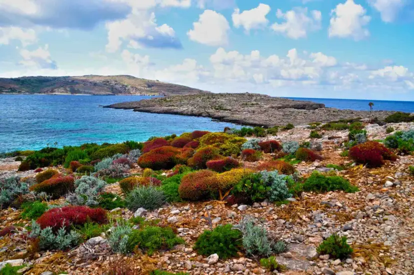 Kolorowe krzewy na skalistym wybrzeżu, turkusowe morze. Gdzie cieplej w marcu Cypr czy Malta? Tu jest pięknie!