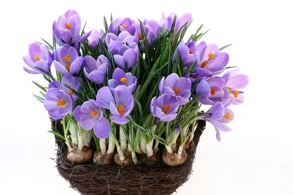 Kiedy sadzić krokusy, aby uniknąć błędów i cieszyć się kwitnieniem