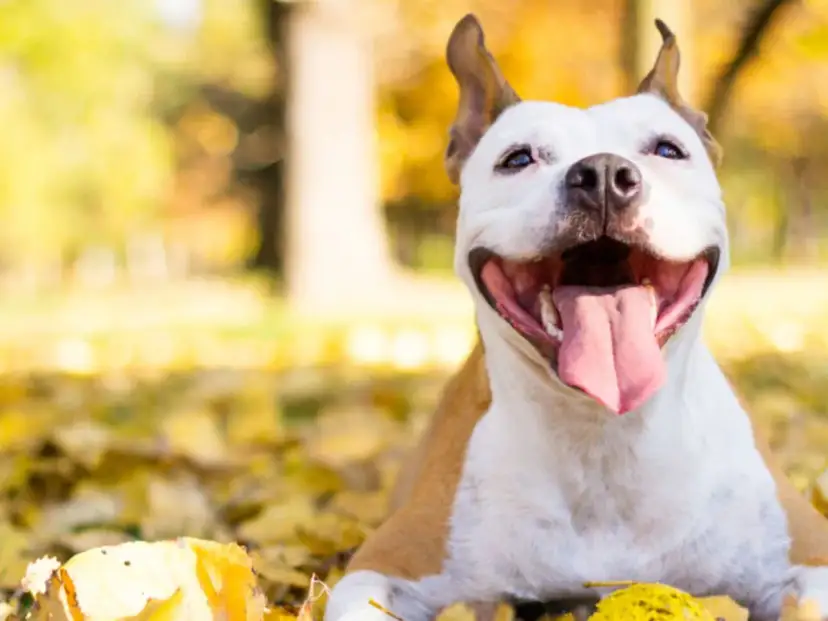 Uśmiechnięty pies rasy pitbull leży wśród jesiennych liści, ciesząc się ciepłym słońcem.