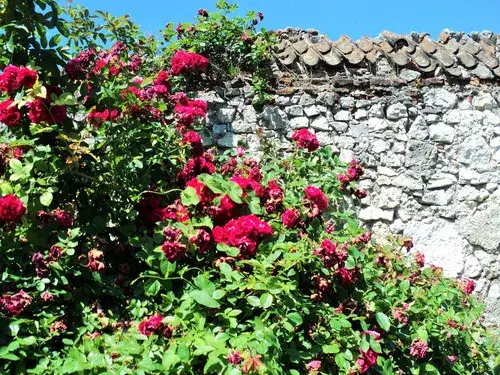 Rośliny, które skutecznie zasłonią brzydki płot betonowy