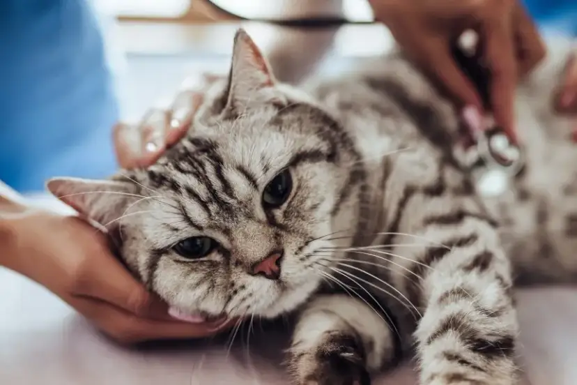 Dlaczego kotka plami krwią? Poznaj przyczyny i objawy krwiomoczu