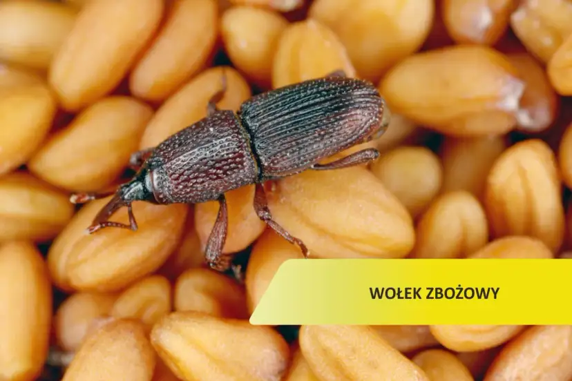 Czym żywi się wołek zbożowy? Odkryj zaskakujące fakty o jego diecie