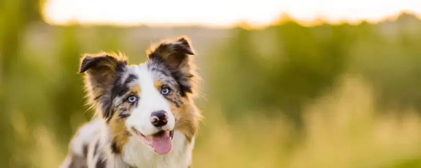 Piękny border collie z niebieskimi oczami, zadowolony i gotowy do zabawy. Zastanawiasz się, ile powinien jeść border collie?