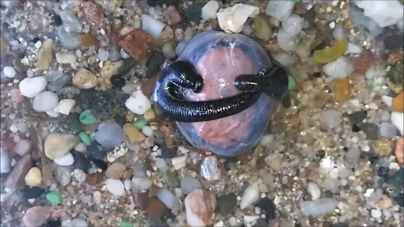 Jak rozmnażają się pijawki - tajemnice ich niezwykłego procesu rozmnażania