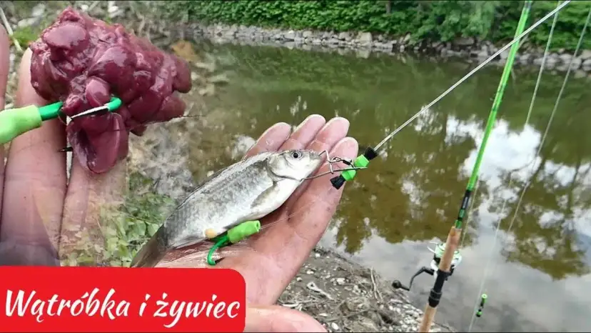 Jak złowić suma na wątróbkę - skuteczne metody i tajniki połowu