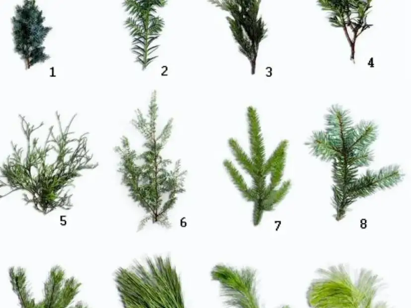 Różnorodne gałązki iglaste, idealna zieleń cięta do bukietów. Od ciemnych, gęstych po jaśniejsze, puszyste.