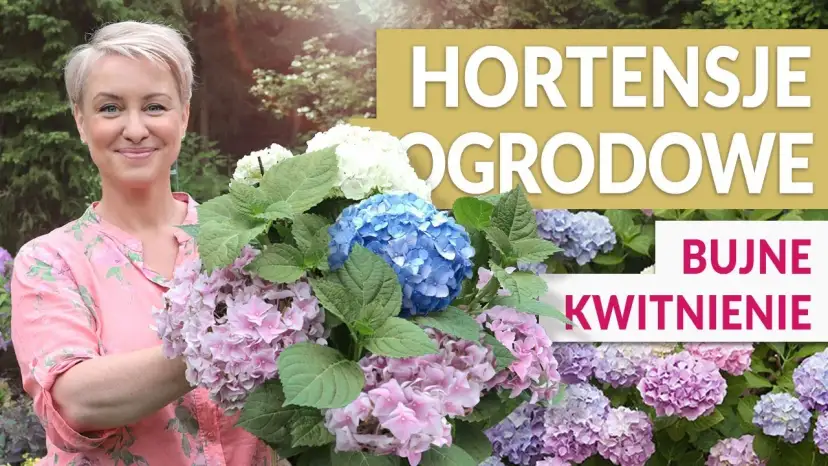 Hortensje gdzie sadzić - uniknij błędów i ciesz się pięknem kwiatów