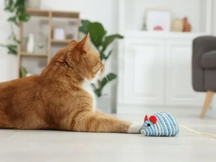 Zabawka dla kota DIY: proste pomysły na tanie i kreatywne zabawki