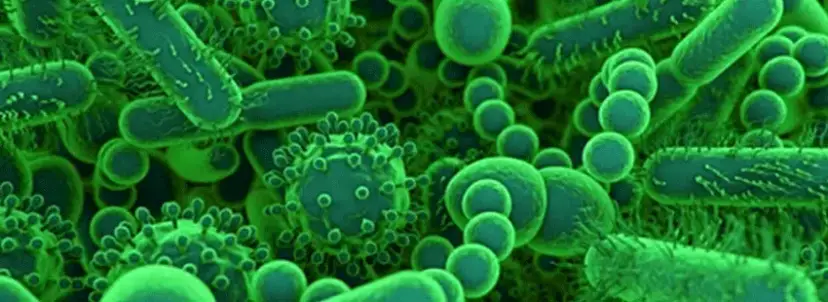 Czy frytki mają gluten? Uważaj na ukryte zagrożenia dla zdrowia