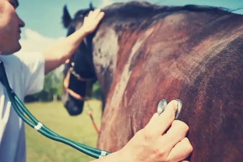 Czy Twój koń cierpi? Objawy wrzodów u koni, których nie możesz ignorować