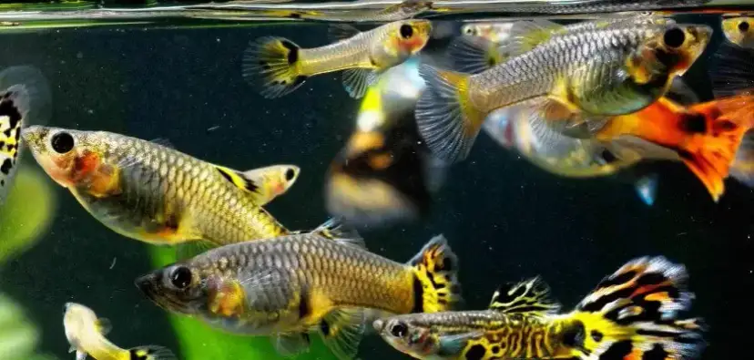 Jak rozpoznać ciążę u gupika - ważne objawy i porady dla akwarystów