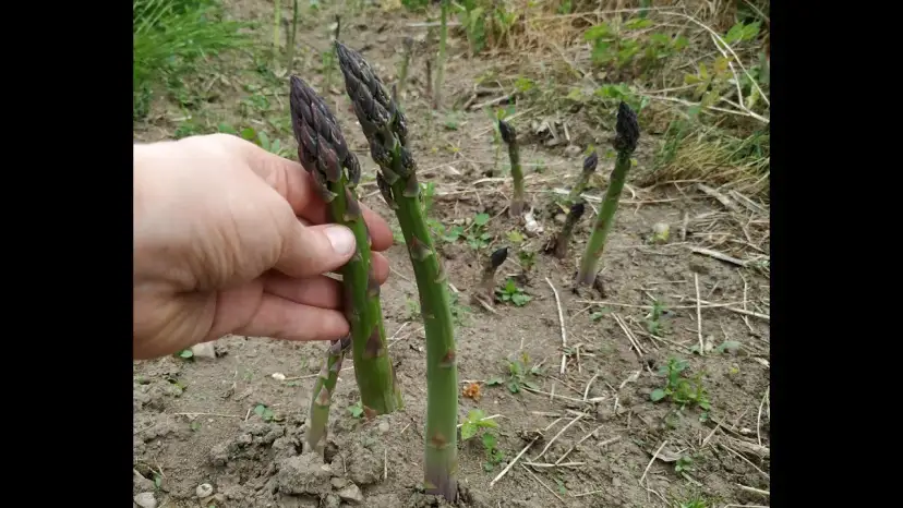 Jak uprawiać szparagi - kluczowe techniki dla zdrowych plonów