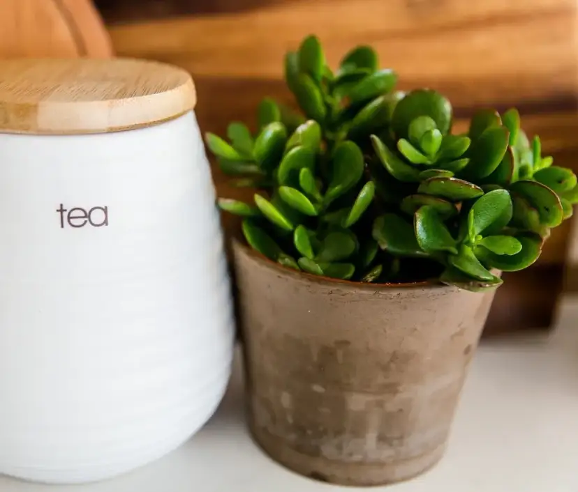 Rzeczy, które przynoszą szczęście: kultowe symbole i praktyki na pozytywną energię