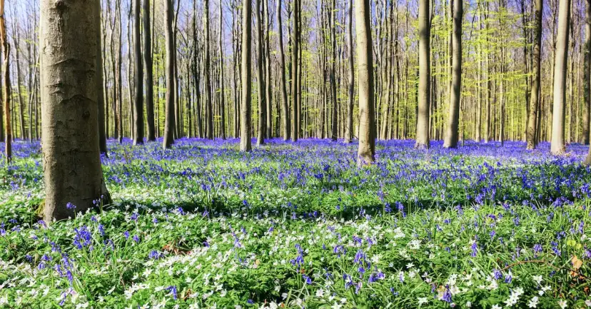 Jakie rośliny kwitną wiosną w lesie? Odkryj piękno natury