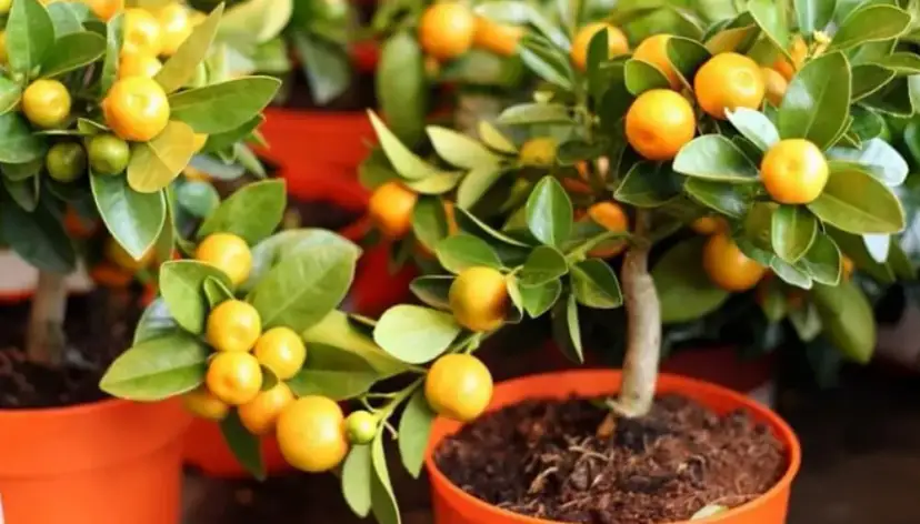 Cómo cultivar árboles frutales en maceta y disfrutar de tus frutos