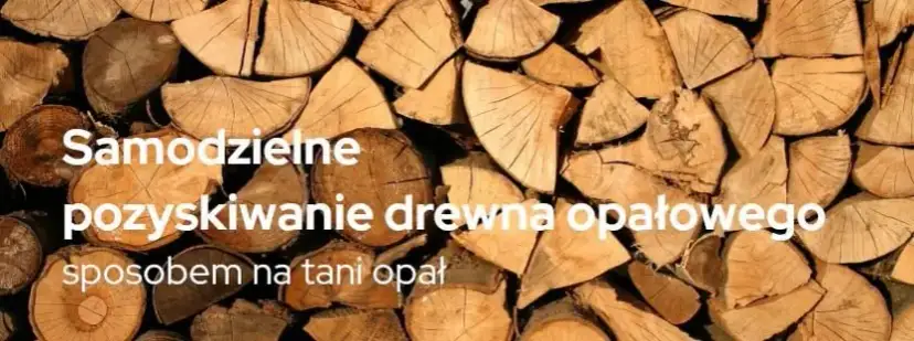 Ile kosztuje samowyrób drewna w lesie? Ceny i proces pozyskania