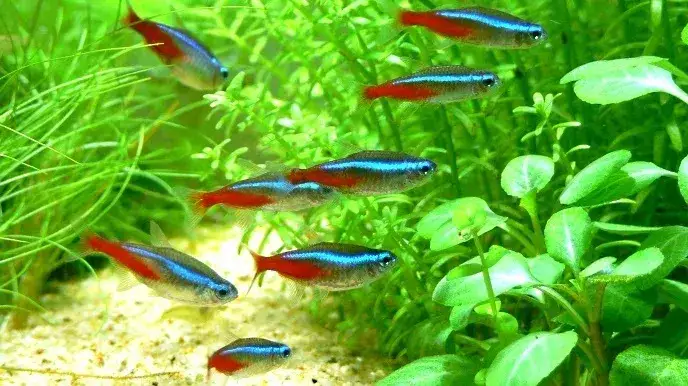 Dlaczego neonki zdychają? Odkryj przyczyny i jak je uratować