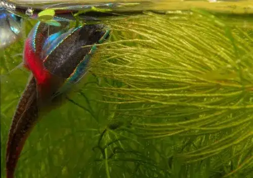 Jak się rozmnażają neonki? Sprawdź, jak uniknąć błędów w hodowli