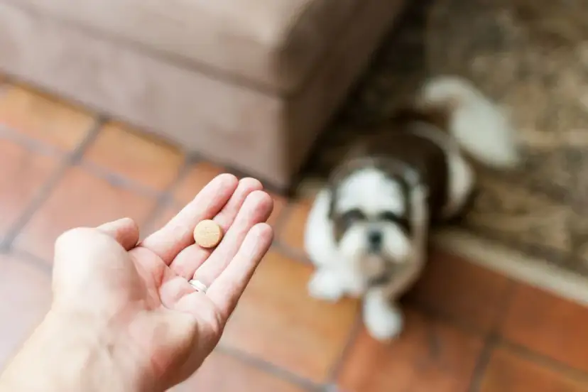 Do kiedy tabletki na kleszcze dla psa? Prawda o całorocznej ochronie