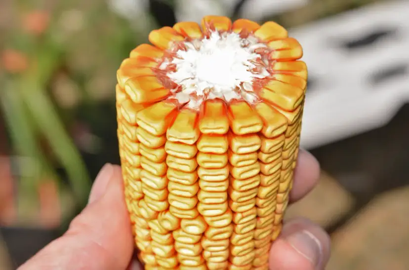 Kiedy jest sezon na kukurydzę? Odkryj najlepszy czas na zbiór