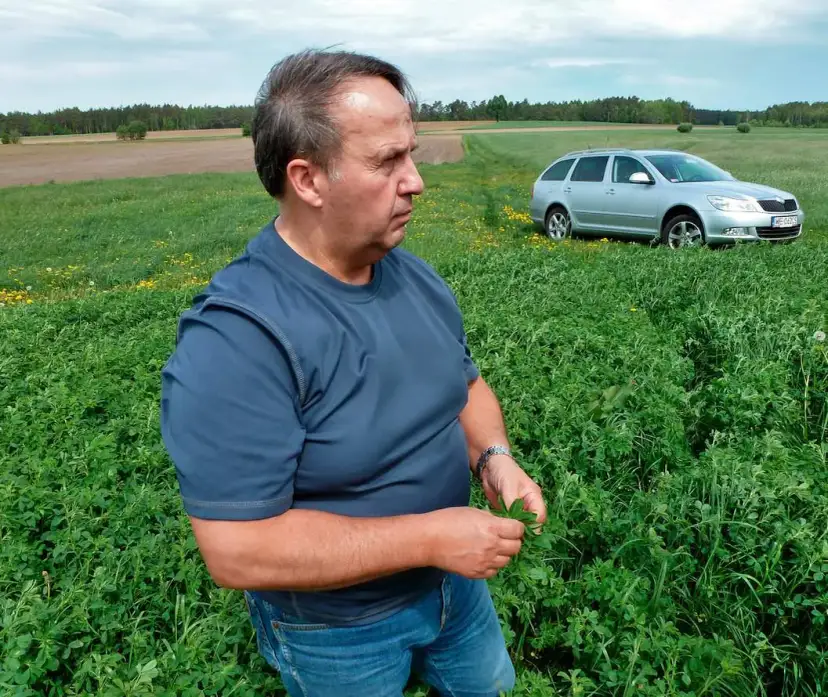 Jaki nawóz pod lucernę, aby uniknąć problemów z uprawą?