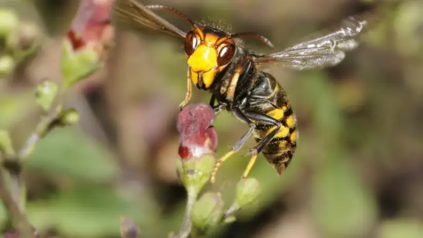 Czym się żywi szerszeń i dlaczego jego dieta jest tak ważna?