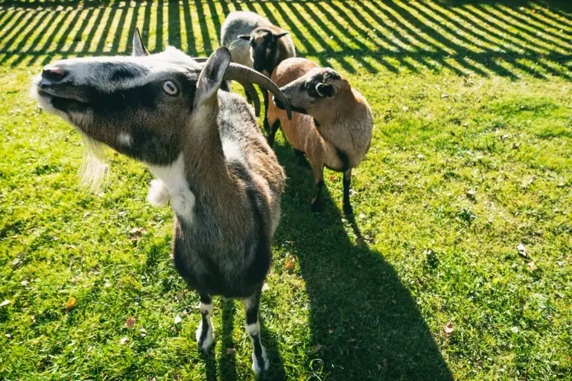 Bacówka Biały Jeleń Iwkowa: Wypoczynek, atrakcje, imprezy. Sprawdź ofertę!