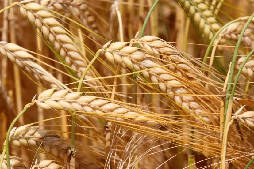 Pszenżyto jaki nawóz: Kluczowe składniki dla zdrowego plonu