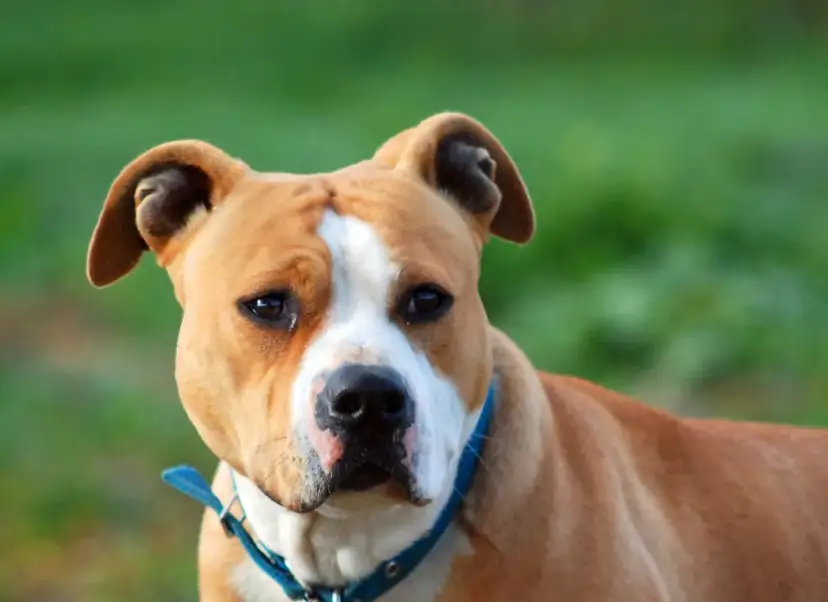 Jaką obrożę dla amstaffa wybrać, aby uniknąć problemów z komfortem?