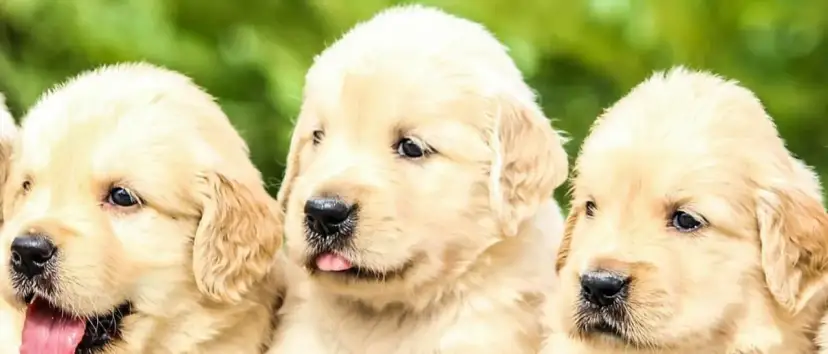 Ile kosztuje metryka dla psa? Kto płaci i dlaczego to ważne?