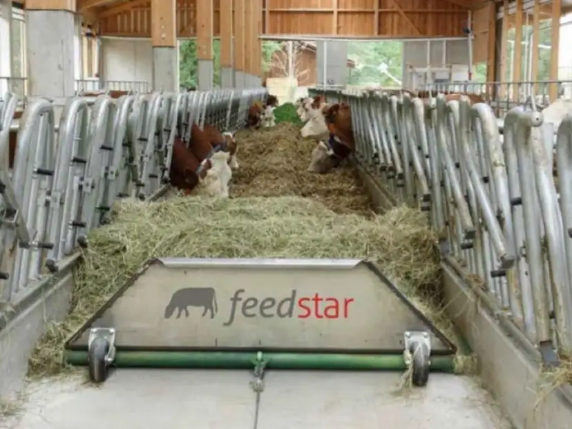 Nowoczesne stanowiska dla byków z systemem Feedstar. Zwierzęta jedzą siano w oborze.