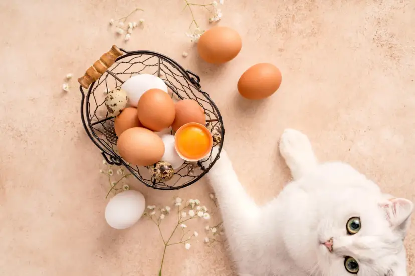 Czy koty mogą jeść żółtko? Sprawdź, co musisz wiedzieć o diecie kota