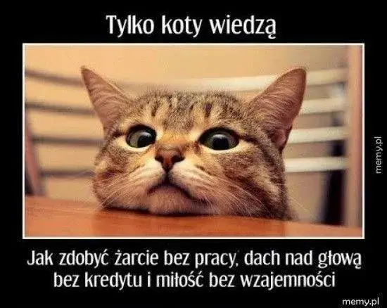 Najlepsze memy z kotami: śmiech gwarantowany! Zobacz klasyki.