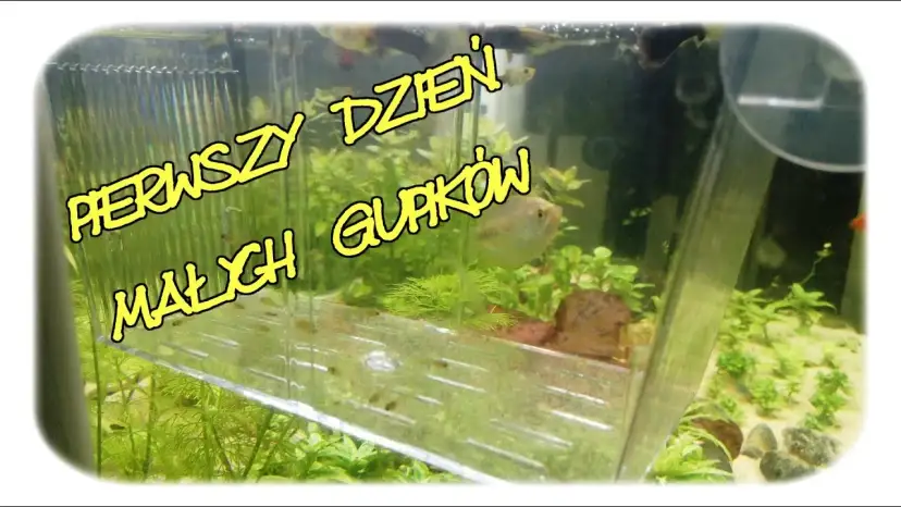 Czym karmić narybek gupika, aby zapewnić mu zdrowy rozwój?