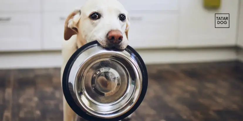 Dieta dla psa seniora: Co gotować, by był zdrowy i szczęśliwy?