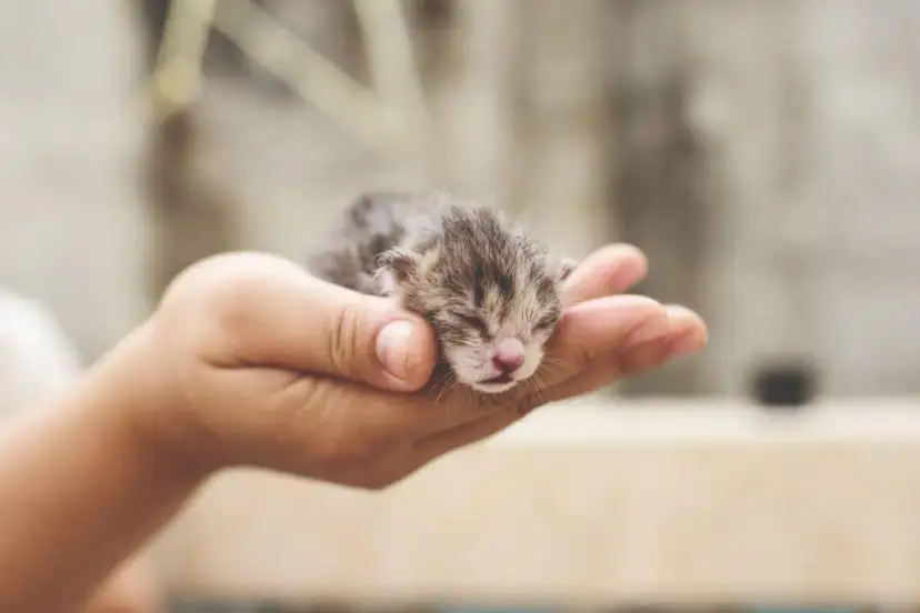 Kiedy można dotykać małe kotki, aby nie zaszkodzić maluchom?